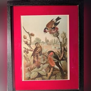 Vintage Framed Bird Art Print with Green Mat  8 X 10 Recycled 1898 Book Print